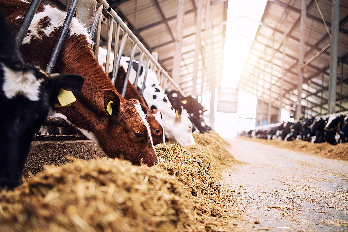 Grupa krów w oborze jedząca siano lub paszę w gospodarstwie mlecznym.